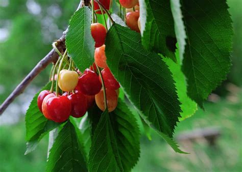 How to Grow a Wild Cherry Tree